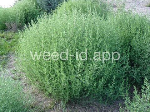 thistle, Russian